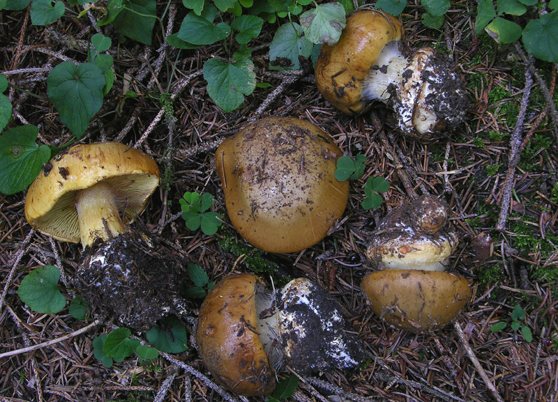 Cortinarius n�3.